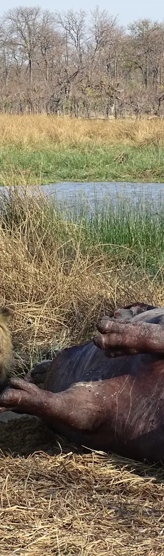 Hungriger Löwe